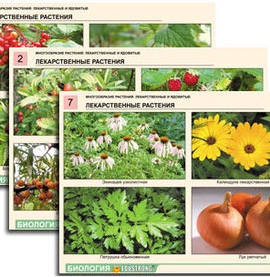 Таблицы Ботаника Растения 21шт ламинированные