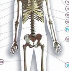 Таблицы Строение тела человека 10 таб. + 80 карт