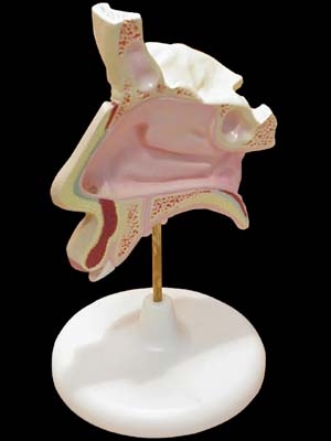 Модель носа в разрезе на подставке