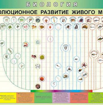 Таблица Эволюционное развитие живого мира 70*100 (винил)